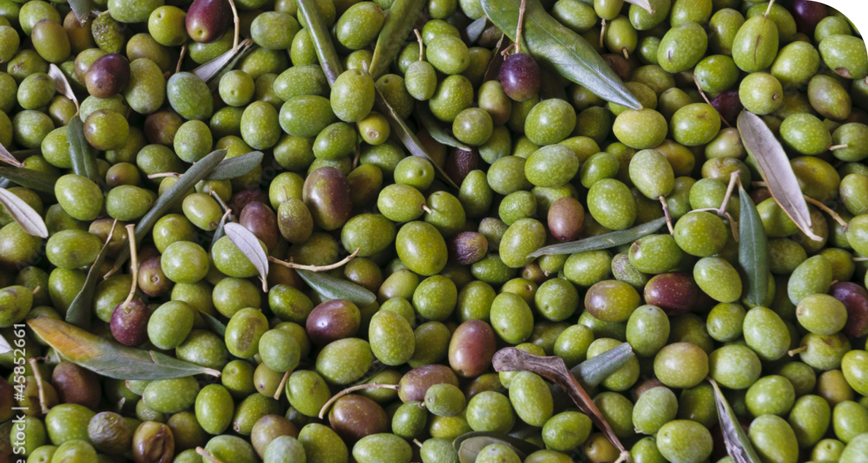 olio extravergine di oliva italiano decorazione di sfondo